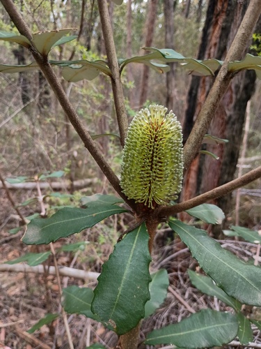 Rock banksia (Banksia saxicola)