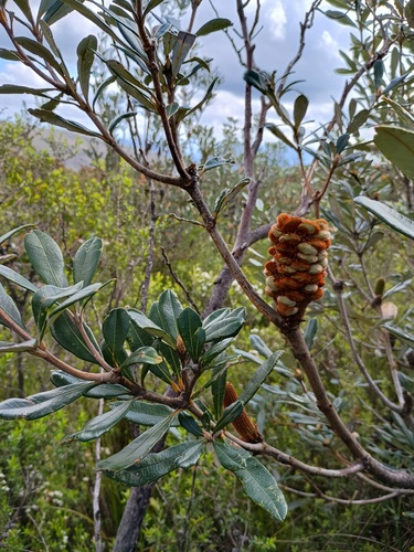 Rock banksia (Banksia saxicola)