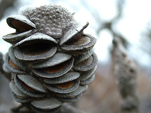 Rock banksia: Banksia infructescence with open follicles. Very likely Banksia saxicola . Location: The Grampians, Victoria, Australia.