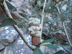Rock banksia (Banksia saxicola)