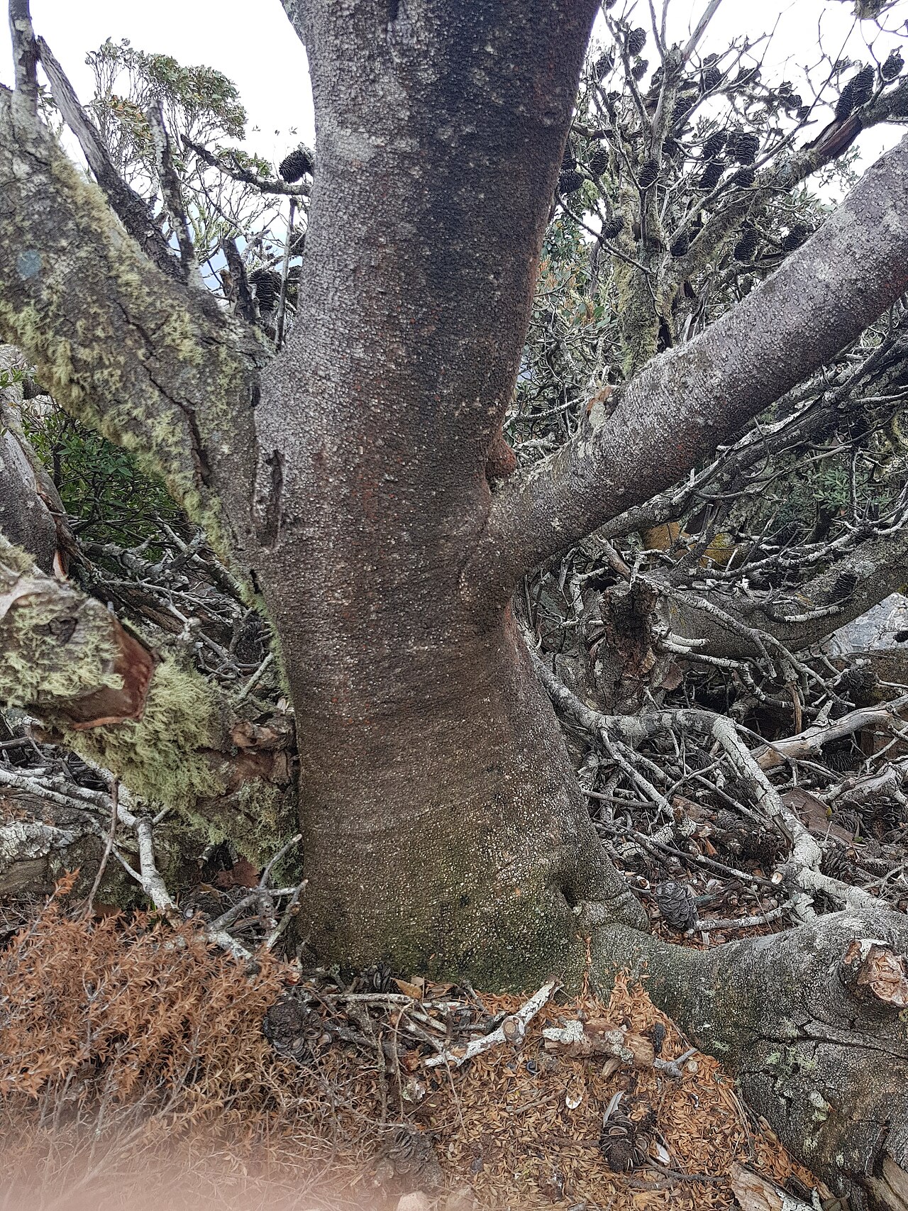 Rock banksia: Banksia saxicola trunk, Mt William