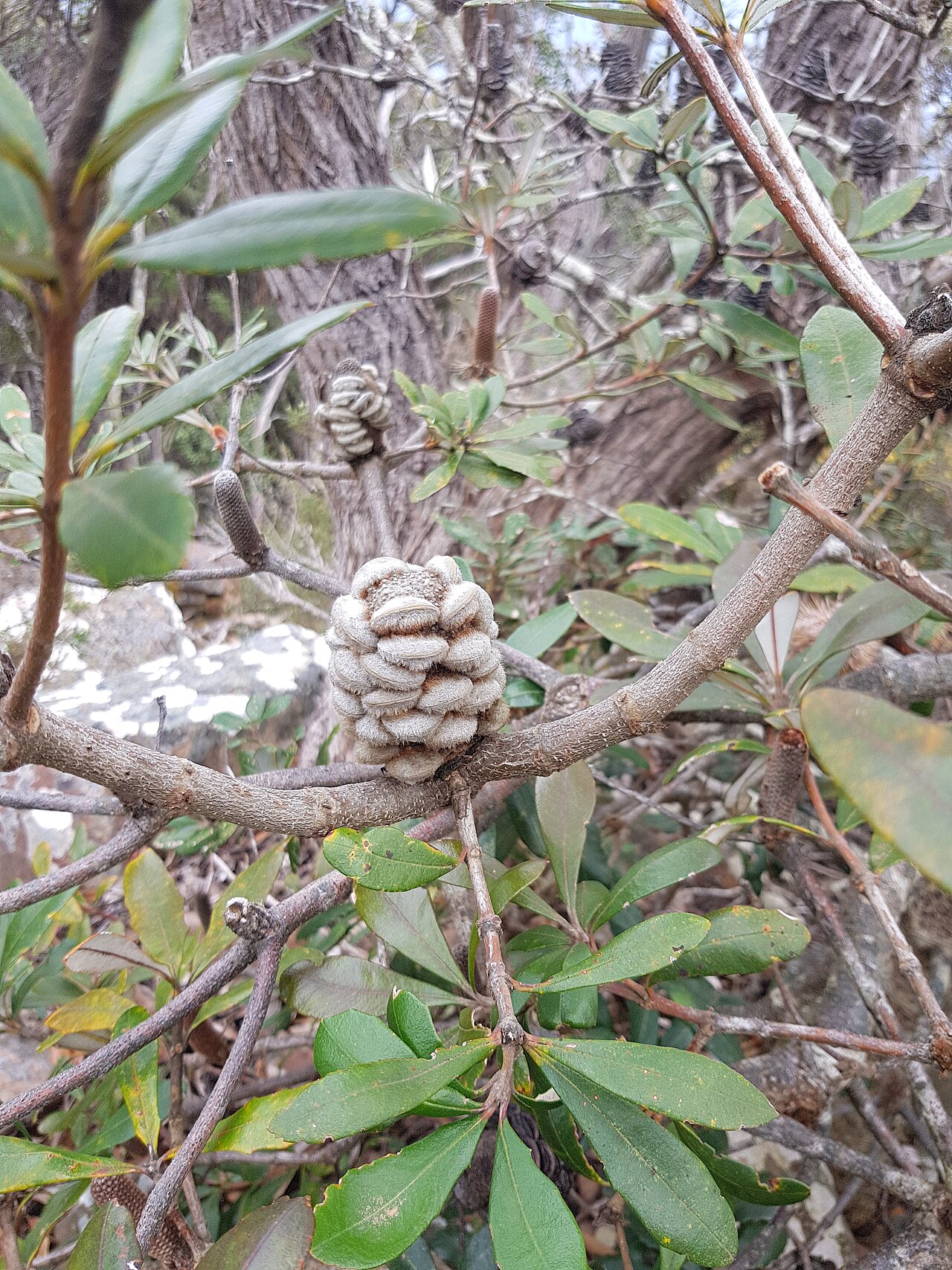 Rock banksia: Banksia saxicola cone with follicles, Mt William