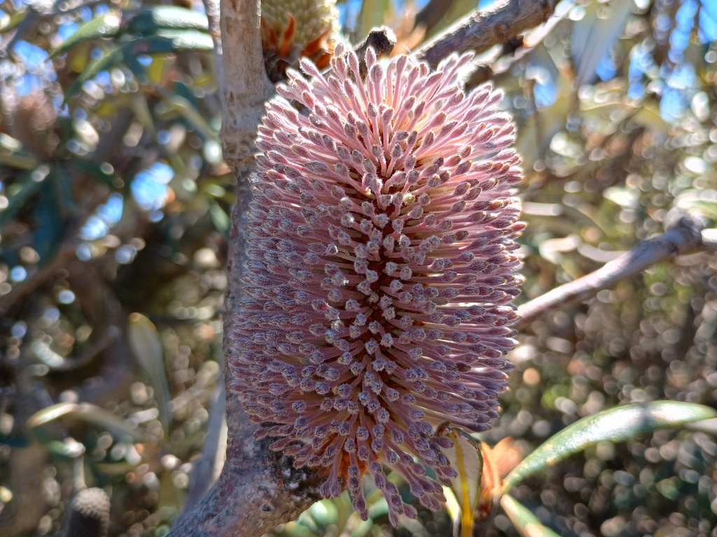 Rock banksia (Banksia saxicola)