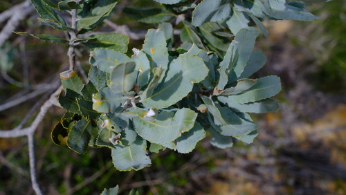 Banksia sceptrum (Banksia sceptrum)