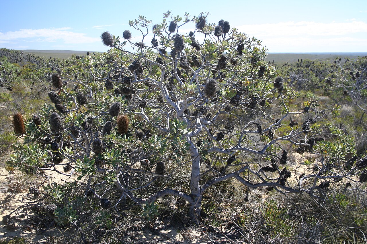 Banksia sceptrum: Banksia sceptrum - somwaht low spreading habit in shrubland. abt halfway between Kalbarri NP and Shark Bay..near Rabbit Proof Fence