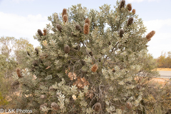 Banksia sceptrum (Banksia sceptrum)