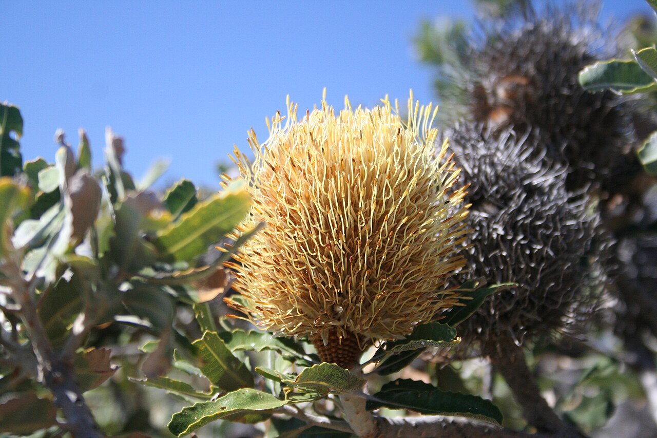 Banksia sceptrum: Banksia sceptrum - a stunted late flower, abt halfway between Kalbarri NP and Shark Bay..near Rabbit Proof Fence