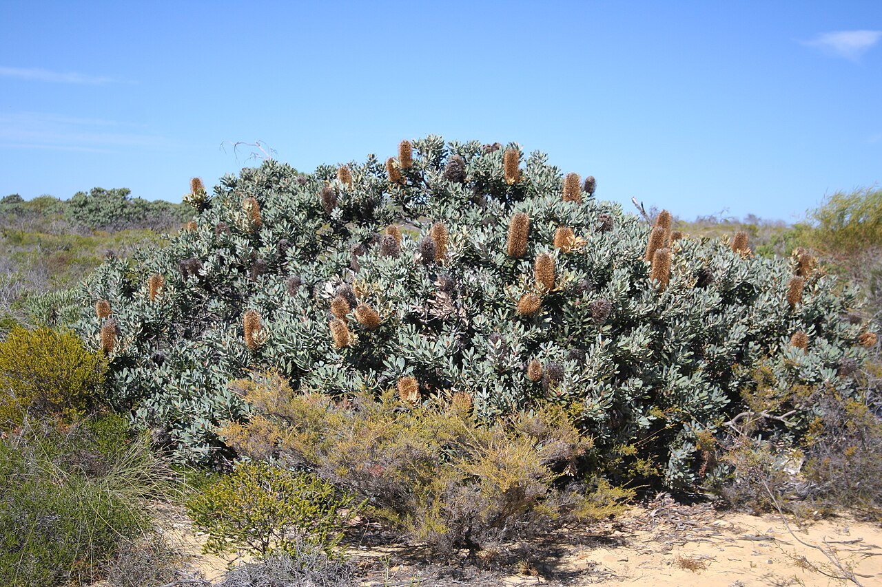 Banksia sceptrum: Banksia sceptrum - somwaht low spreading habit in shrubland. abt halfway between Kalbarri NP and Shark Bay..near Rabbit Proof Fence