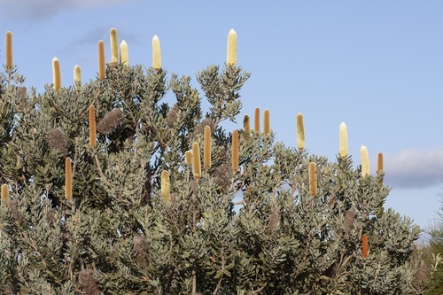 Banksia sceptrum (Banksia sceptrum)