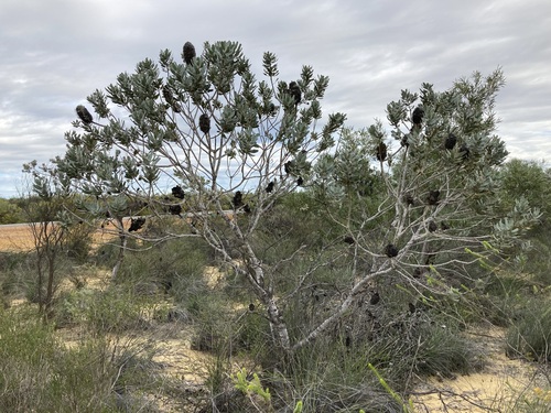 Banksia sceptrum (Banksia sceptrum)