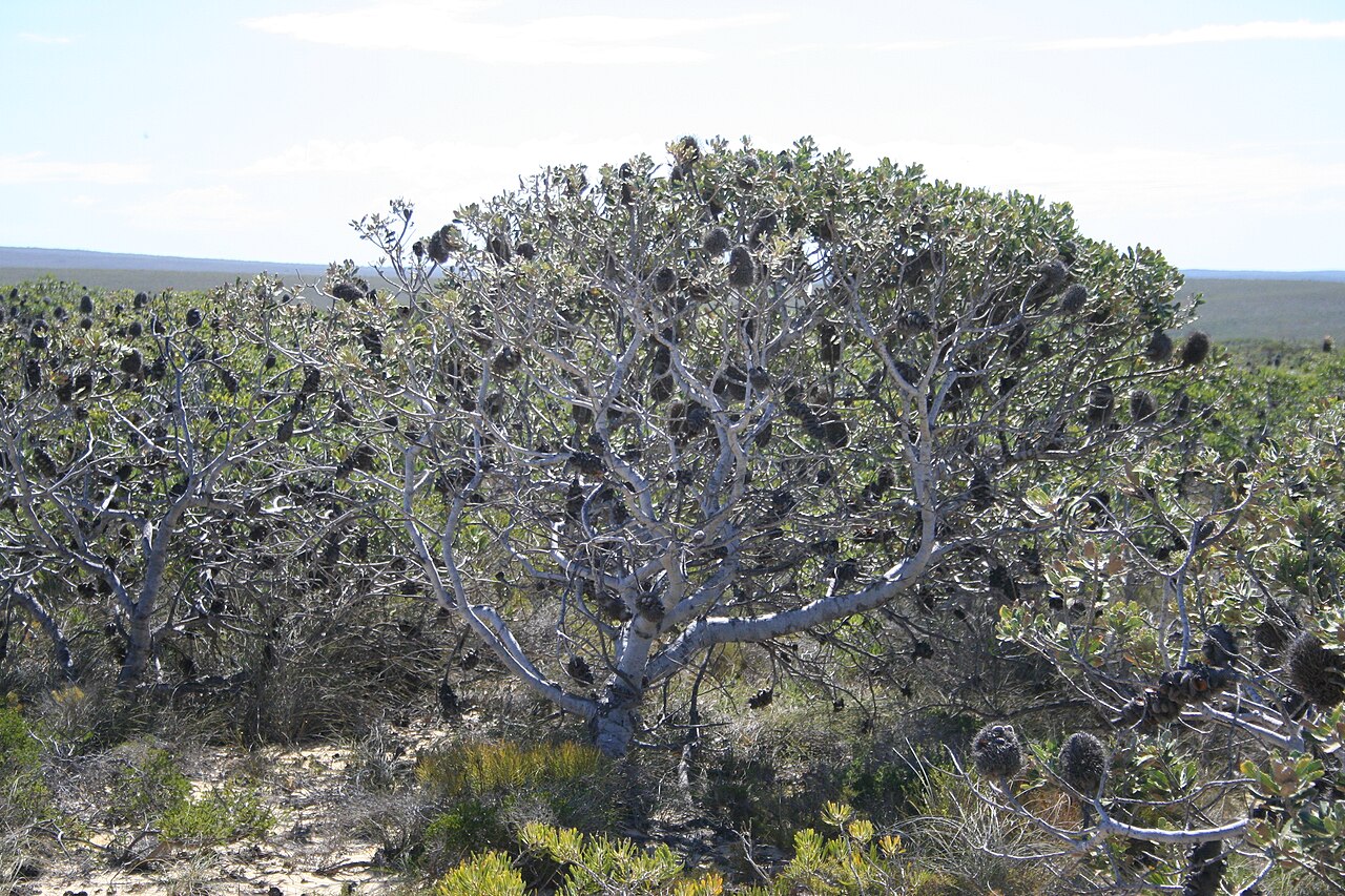 Banksia sceptrum: Banksia sceptrum - somwaht low spreading habit in shrubland. abt halfway between Kalbarri NP and Shark Bay..near Rabbit Proof Fence