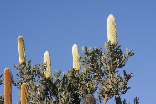 Banksia sceptrum (Banksia sceptrum)