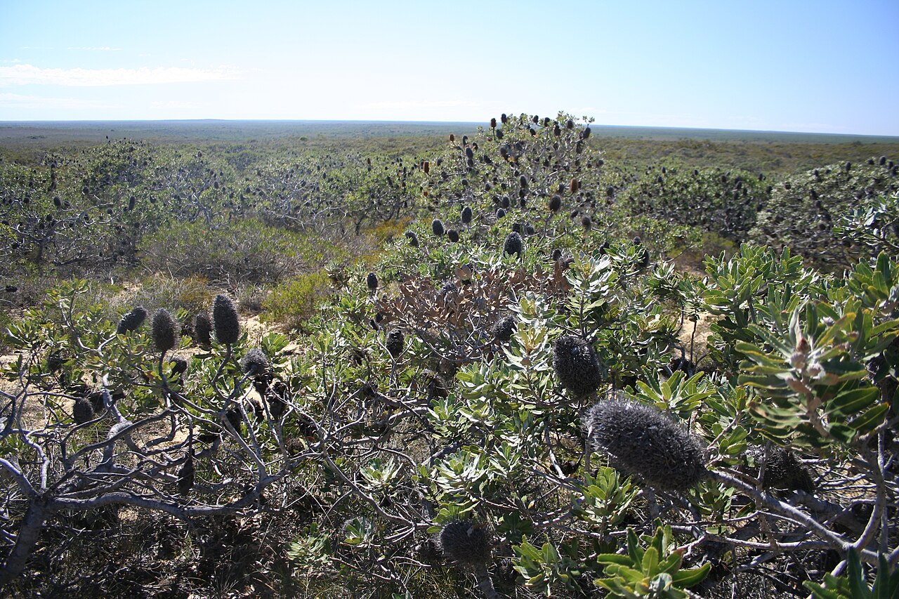 Banksia sceptrum: Banksia sceptrum - as dominant canopy in low shrubland. abt halfway between Kalbarri NP and Shark Bay..near Rabbit Proof Fence