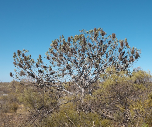 Banksia sceptrum (Banksia sceptrum)
