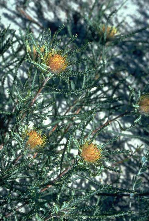 Banksia sclerophylla: Banksia sclerophylla