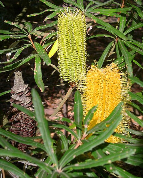 Banksia seminuda: Banksia seminuda flowers and cone.