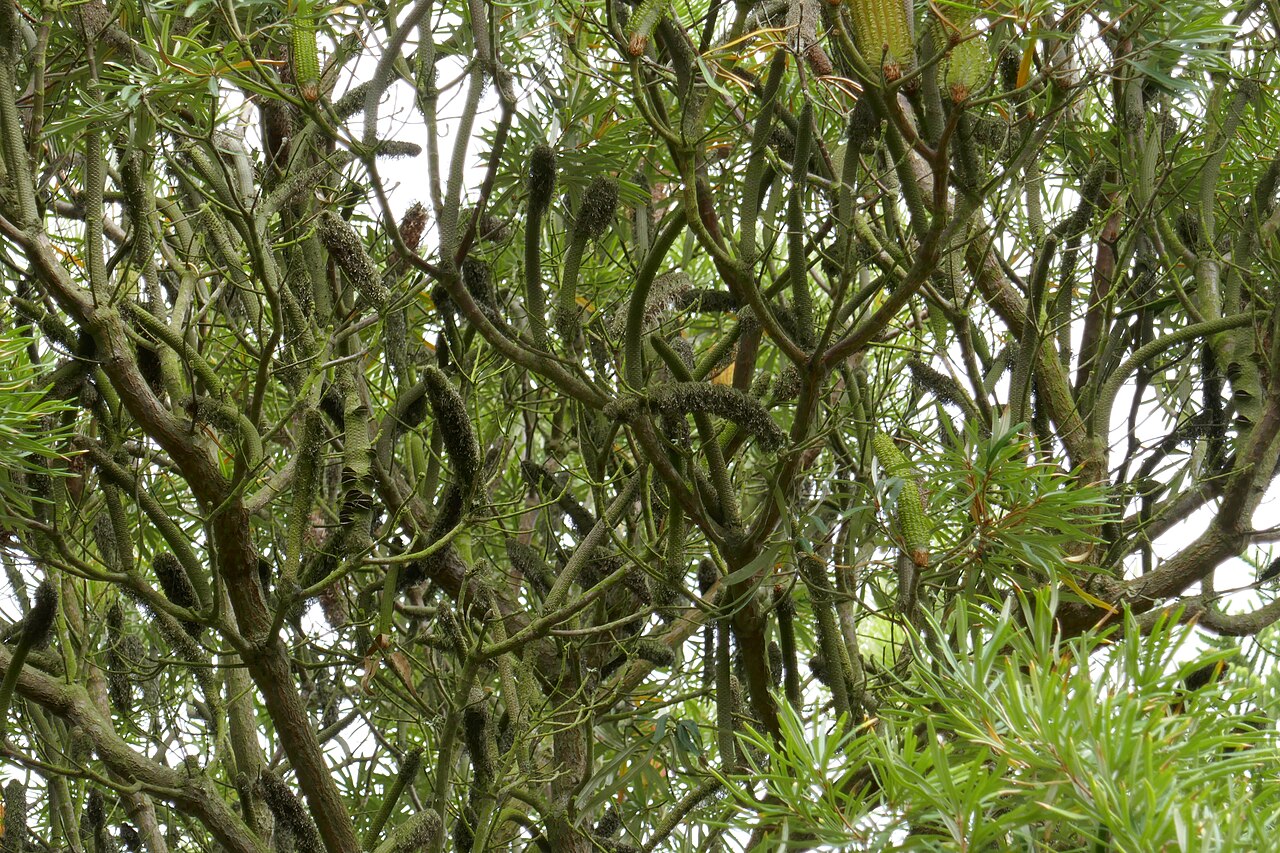 Banksia seminuda: Banksia seminuda , flowering in the Jardin Exotique et Botanique de Roscoff