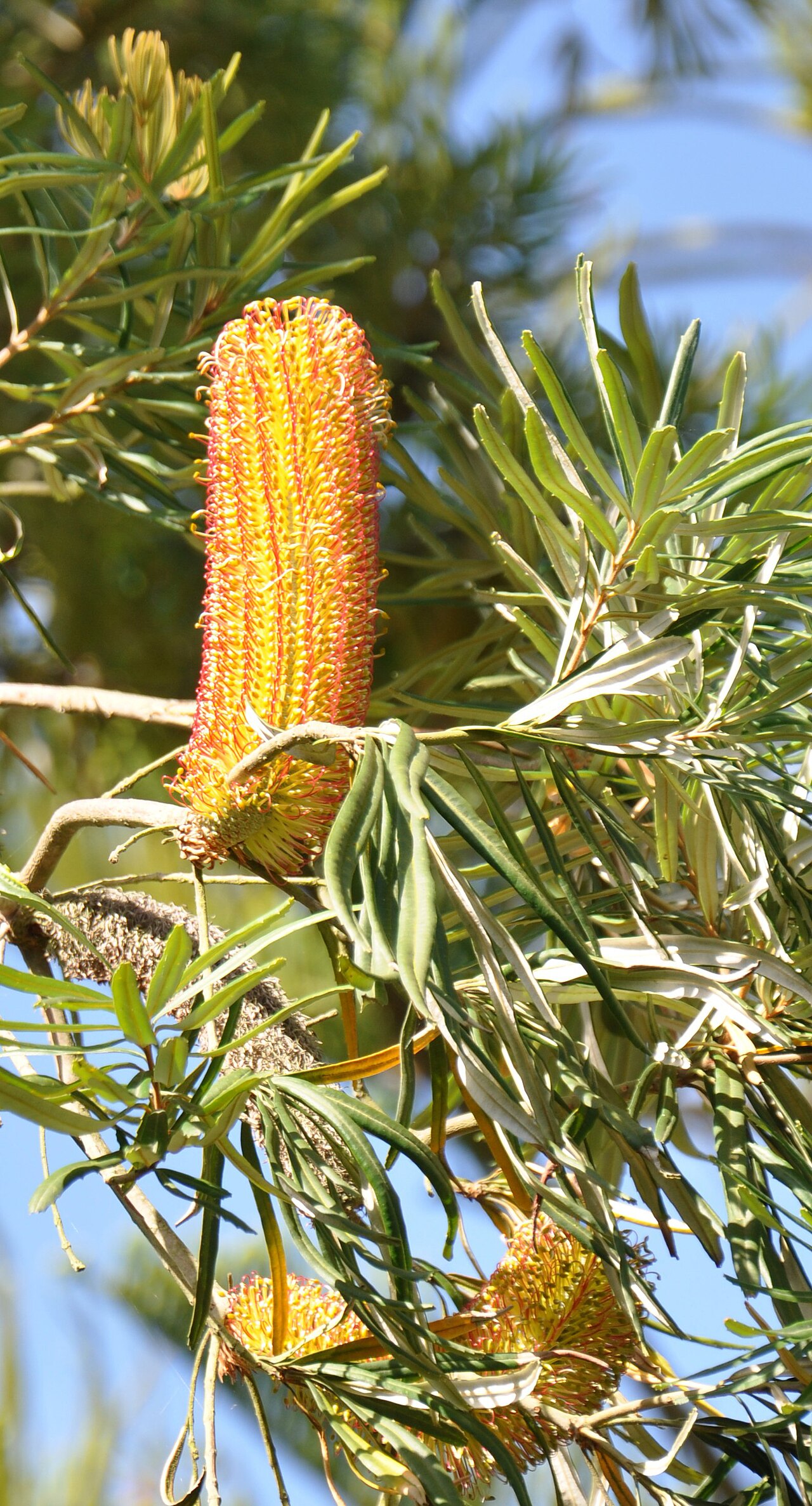 Banksia seminuda: Banksia seminuda en fleur le 30/09/2012 au Jardin exotique & botanique à Roscoff