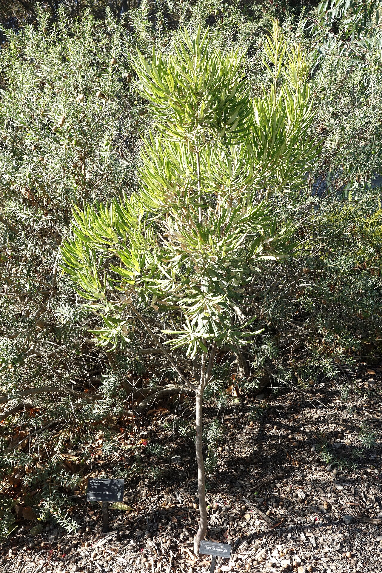 Banksia seminuda: Botanical specimen in Leaning Pine Arboretum, California Polytechnic State University, San Luis Obispo, California, USA.