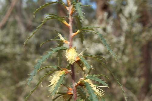 Banksia serra (Banksia serra)