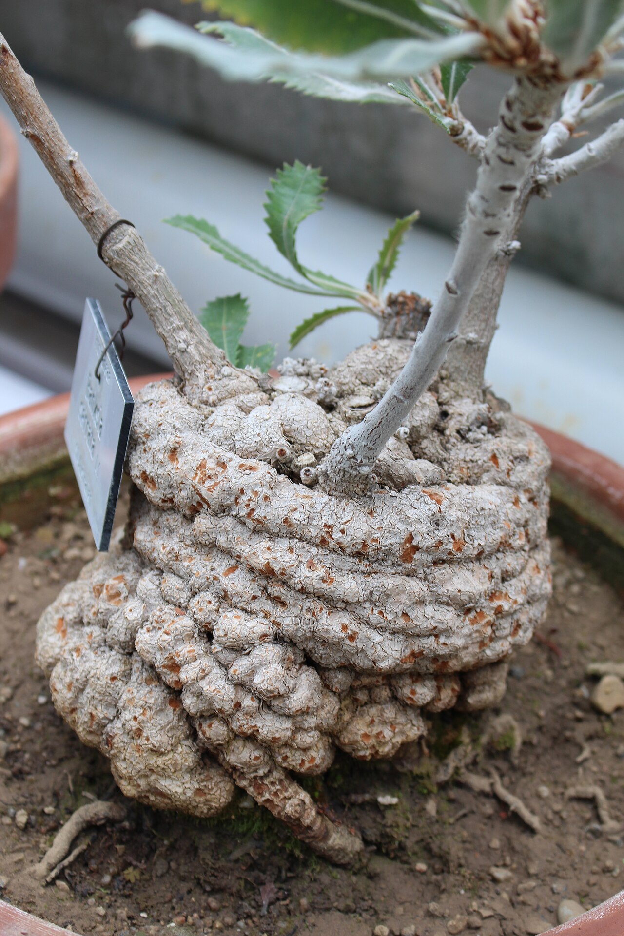 Banksia serra: Trunk of Banksia serra