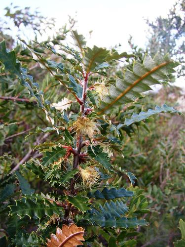 Banksia serra (Banksia serra)