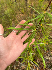 Banksia serra (Banksia serra)