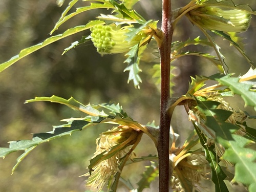 Banksia serra (Banksia serra)