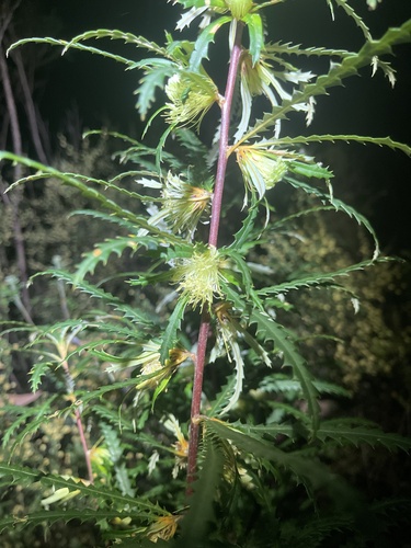 Banksia serra (Banksia serra)