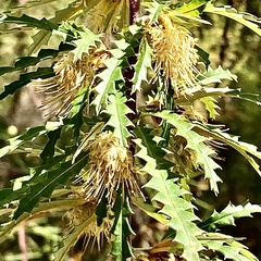 Banksia serra (Banksia serra)
