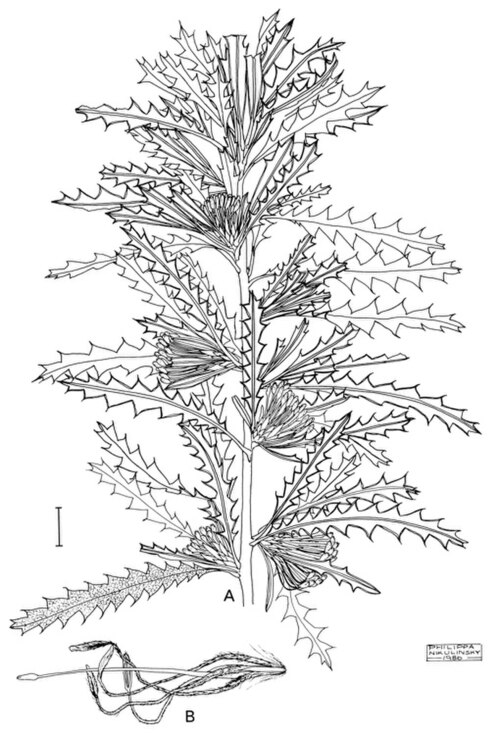 Banksia serra: Illustration of Banksia serra by Philippa Nikulinsky