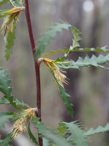 Banksia serra (Banksia serra)