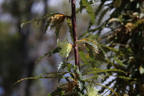 Banksia serra (Banksia serra)