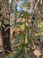 Banksia serra (Banksia serra)