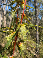 Banksia serra (Banksia serra)