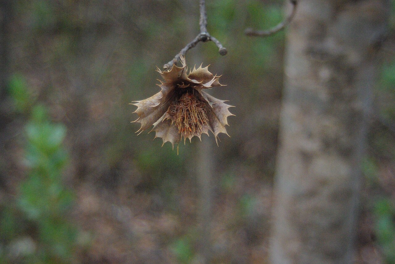 Budjan: Banksia sessilis dead flower