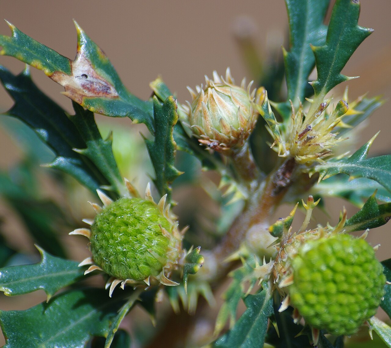 Budjan: Banksia sessilis