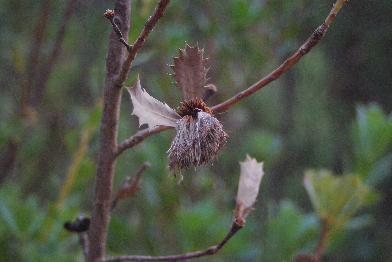 Budjan: Banksia sessilis dead flower