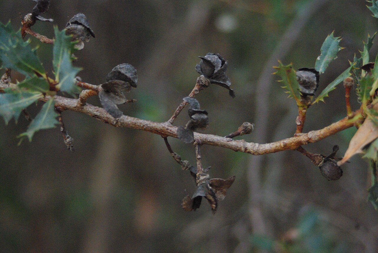 Budjan: Branch of w:Banksia sessilis with seeds