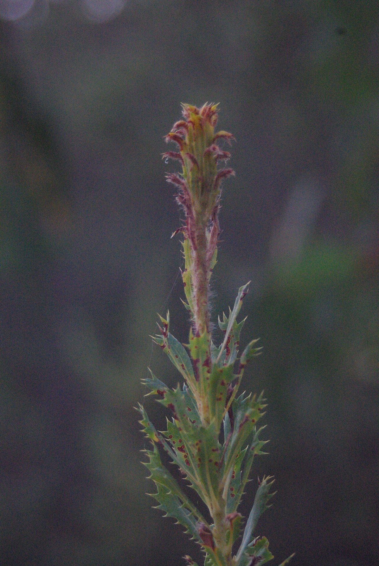 Budjan: w:Banksia sessilis new growth