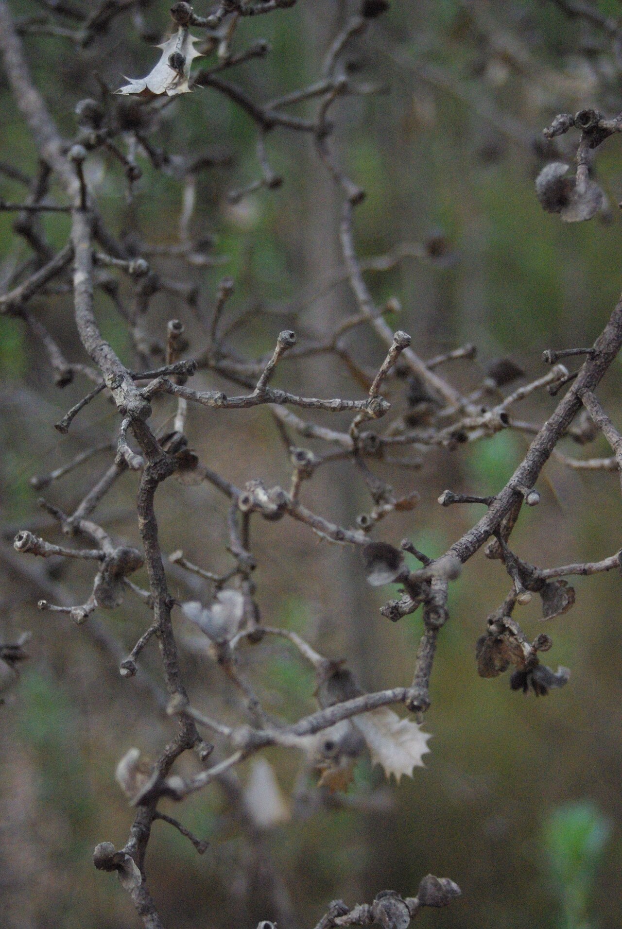Budjan: Dead branch on w:Banksia sessilis