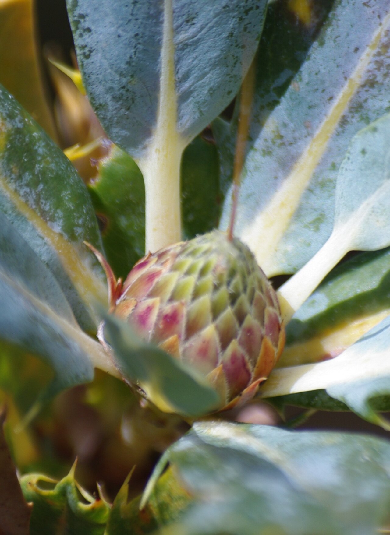 Budjan: Banksia sessilis