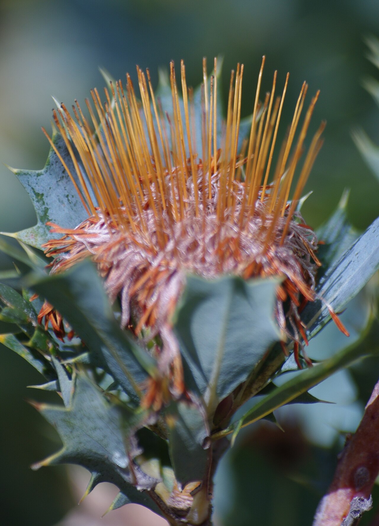 Budjan: Banksia sessilis