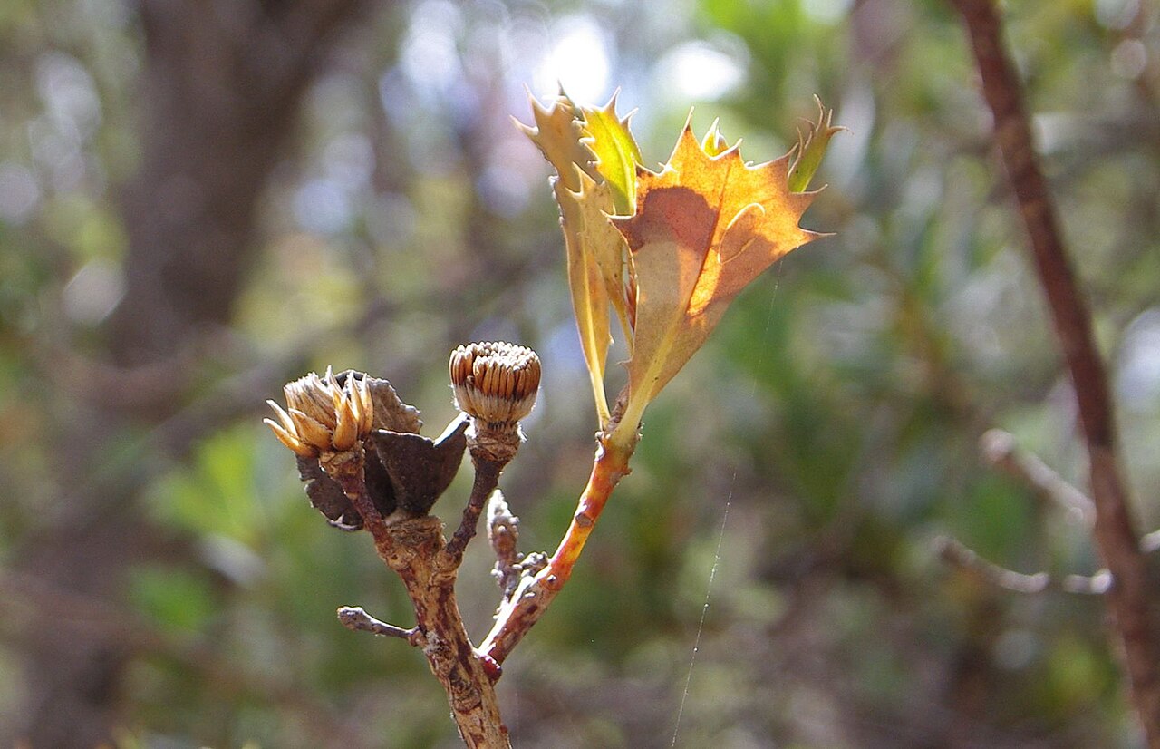 Budjan: Dead branch and flower of w:Banksia Sessilis , Glen Forrest, Western Australia