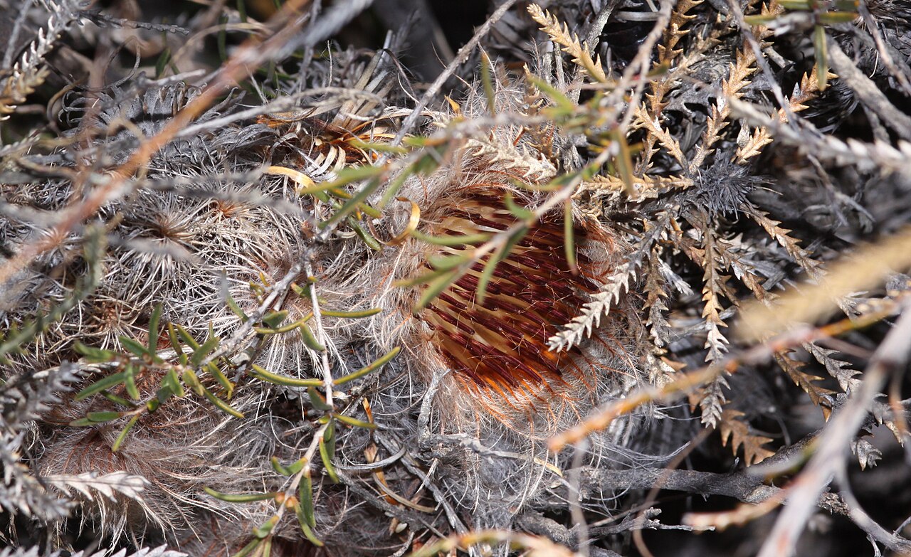 Banksia shuttleworthiana (Banksia shuttleworthiana)