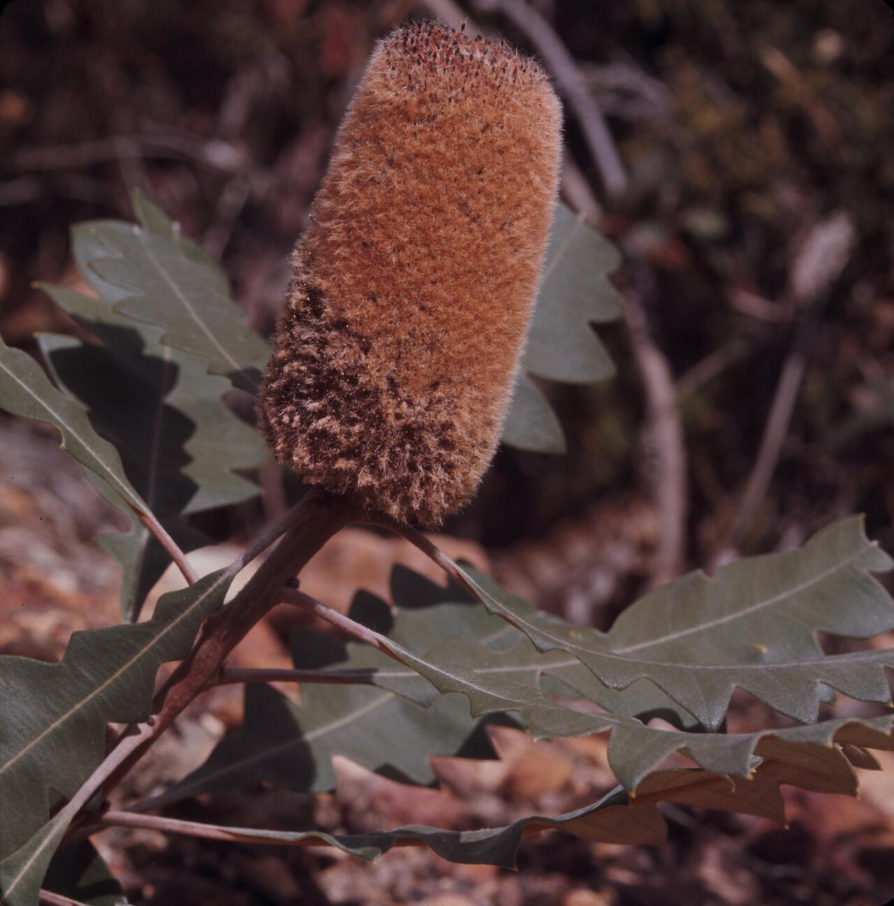 Banksia solandri: Photograph of Banksia solandri (Southern Cross Banksia) in Gnowangerup Shire, Australia, showing a close-up view of a large cylindrical brown flower spike attac