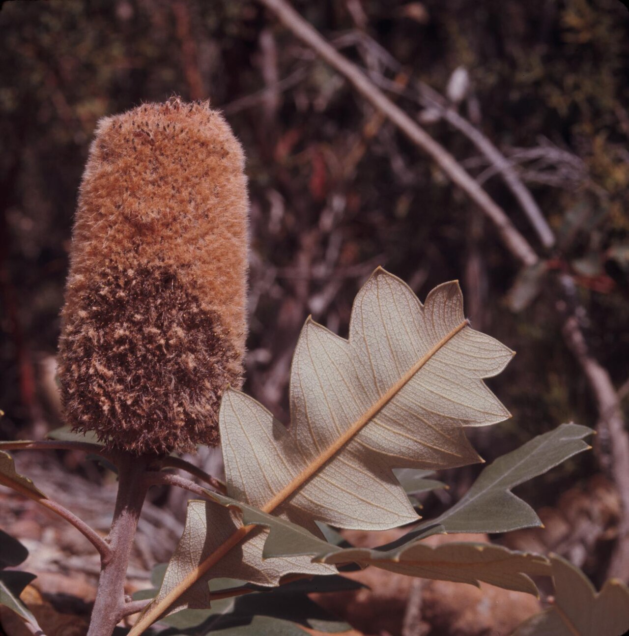 Banksia solandri: Photograph of Banksia solandri (Southern Cross Banksia) showing a large cylindrical brown flower spike rising above broad, pale green leaves with deeply lobed e