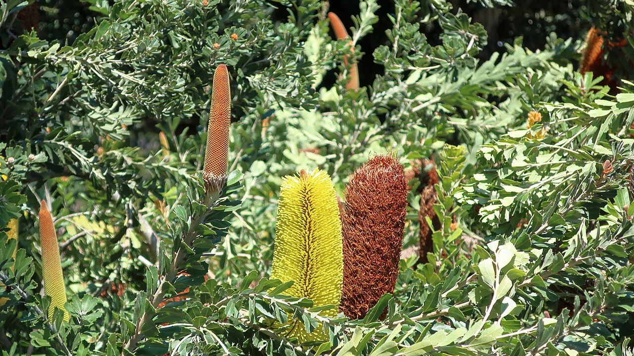 Banksia solandri: 170411 575 Encinitas - San Diego Botanic Gdn, Australian Gdn, Banksia solandri, in the Protea family, dead flowers are left on the collection for education and