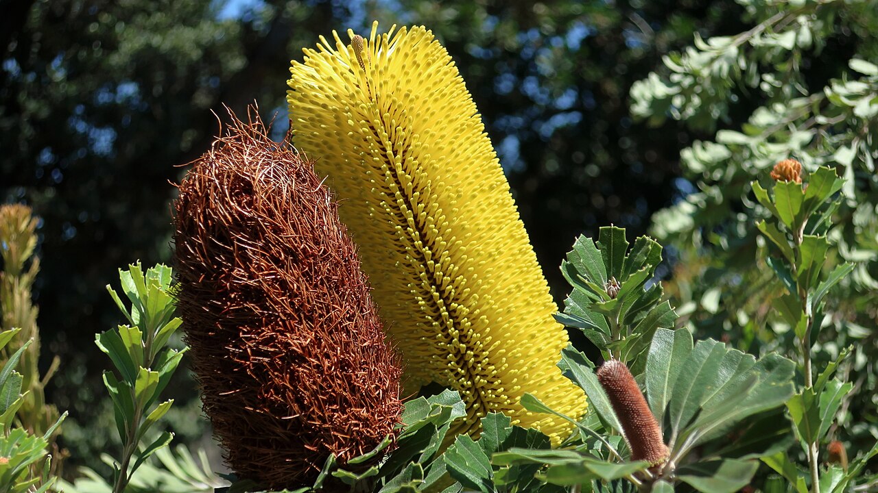 Banksia solandri: 170411 571 Encinitas - San Diego Botanic Gdn, Australian Gdn, Banksia solandri, in the Protea family, dead flowers are left on the collection for education and