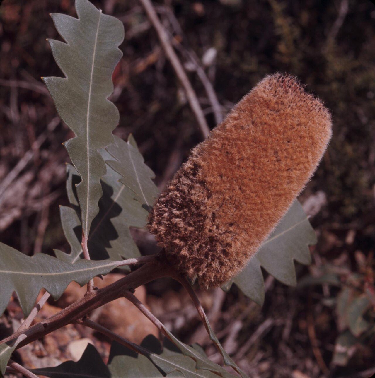 Banksia solandri: Photograph of Banksia solandri (Southern Cross Banksia) in Gnowangerup Shire, Australia, showing a large cylindrical brown flower spike attached to a branch wit